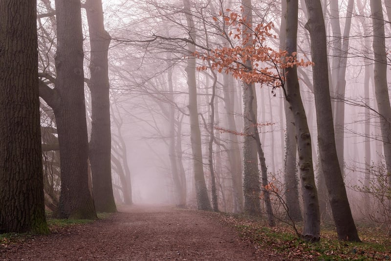 Enchanted Willow Woods